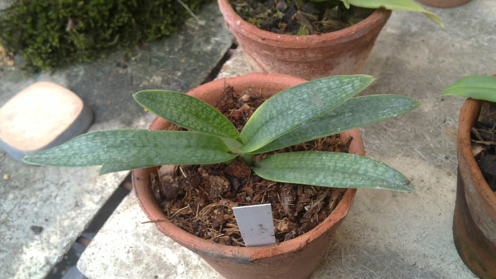 Paphiopedilum rothschildianum X micranthum.jpg