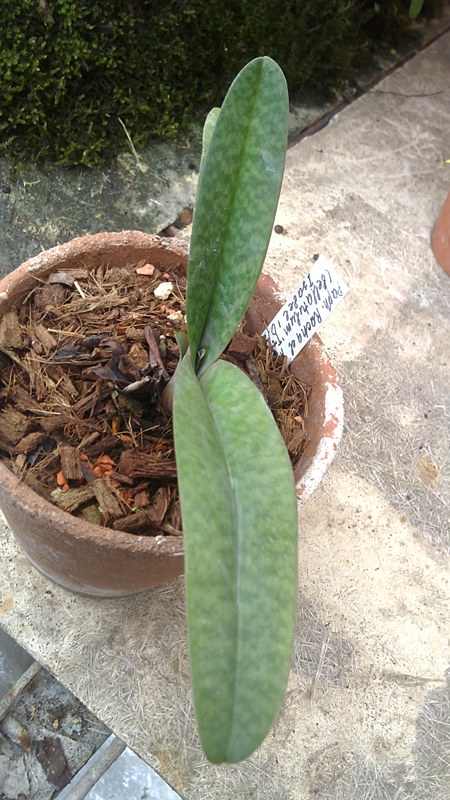 Paphiopedilum Rachael Anne Booth.jpg