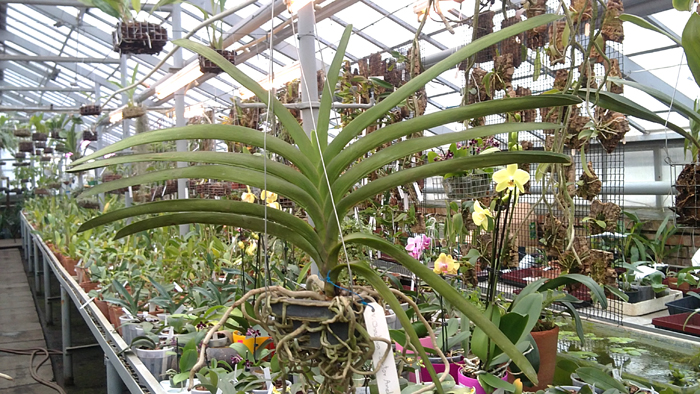 Vanda Chadeva x Vanda Dr Anek.jpg