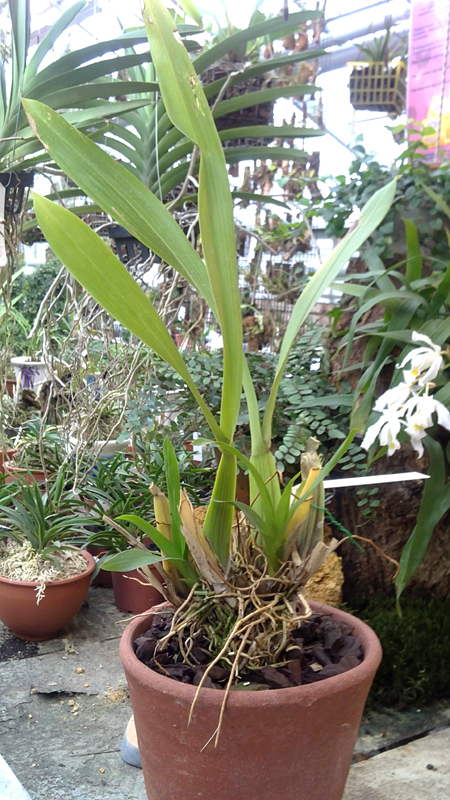 Brassia pascoensis.jpg