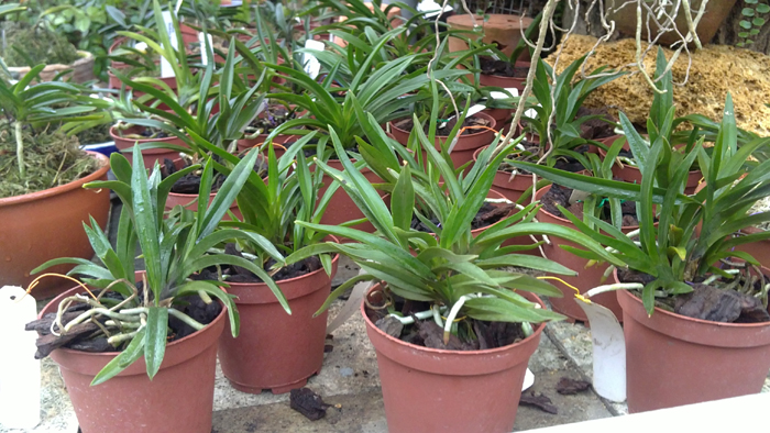 Neofinetia falcata.jpg