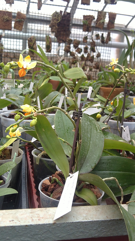 Phalaenopsis Mini Mark Maria Teresa 1.jpg