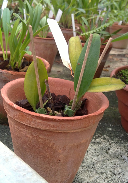 Cattleya guttata Leopardii.jpg