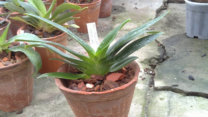 Paphiopedilum St Swithin X emersonii.jpg