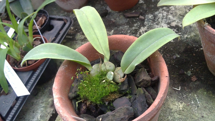 Psychopsis papilio yellow form.jpg