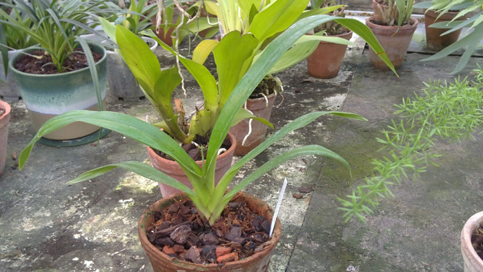 Phragmipedium longifolium.jpg