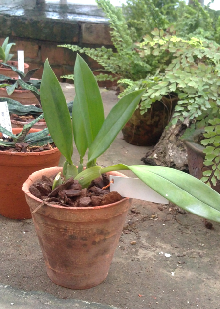 Trichopilia tortillis.jpg