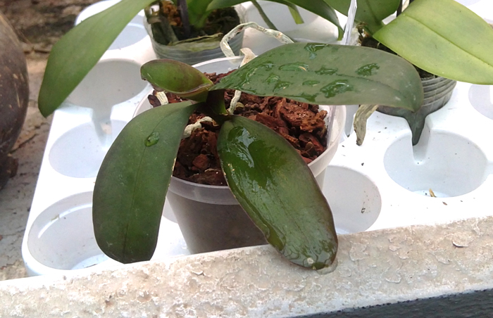 Phalaenopsis stuartiana nobilis.jpg