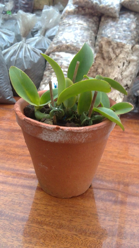 Cattleya bicolor.jpg