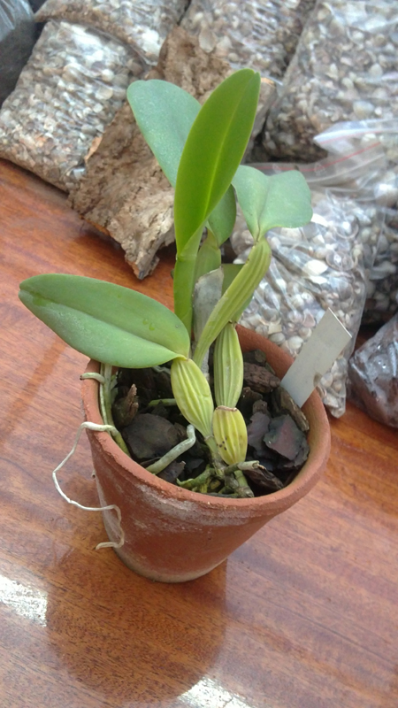 Cattleya warneri concolor  x Cattleya warneri venosa suavе.jpg
