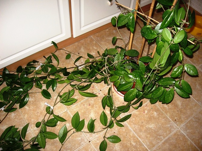 Копия IMG_3863.jpg