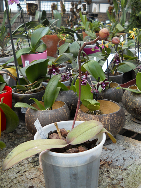 Doritaenopsis Ching Ann Diamond Sutury Star.jpg