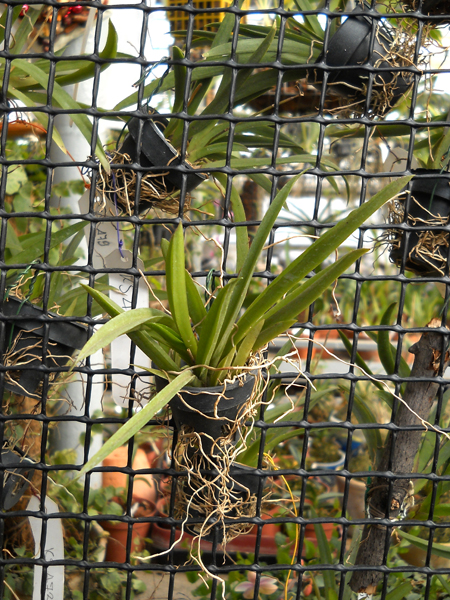 Tolumnea Linda Shangrilla x Golden Sunset.jpg