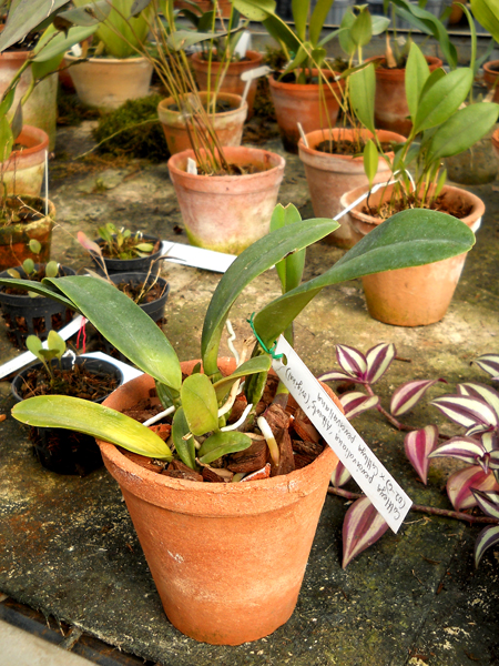 Cattleya percivaliana Alberts x Cattleya percivaliana.jpg