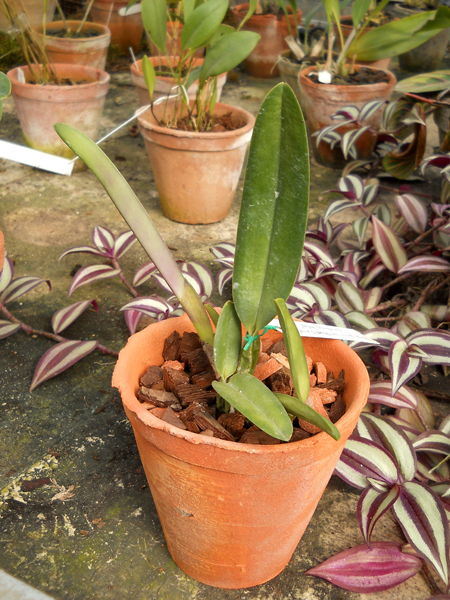 Cattleya percivaliana Alberts x SELF x Cattleya percivaliana Peter.jpg