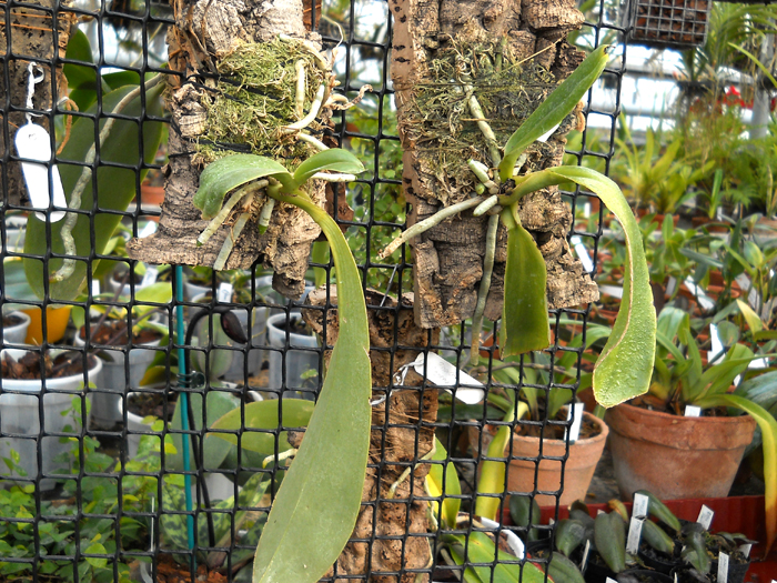 Phalaenopsis lueddemanniana delicata.jpg