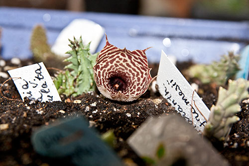 Huernia gutata v. reticulata