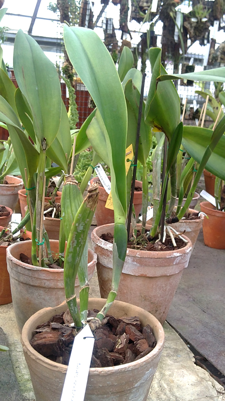 Brassolaeliocattleya Sanyung Ruby Guanlong.jpg