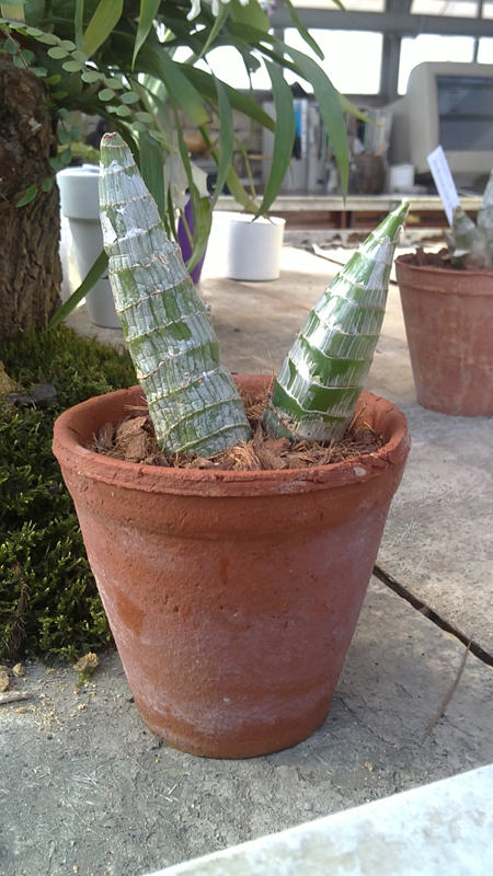 Cycnodes Taiwan Gold.jpg