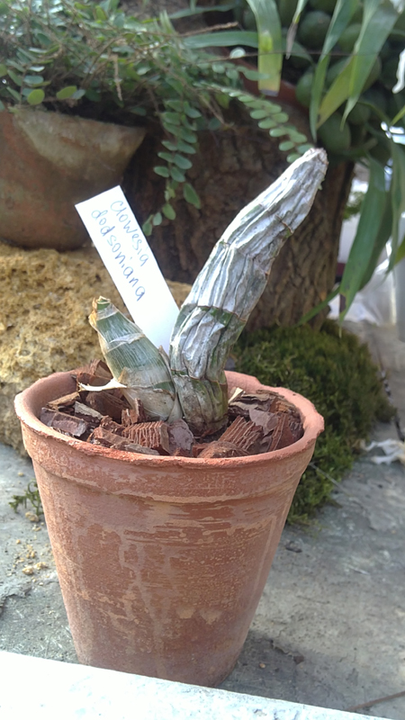 Clowesia dodsoniana.jpg