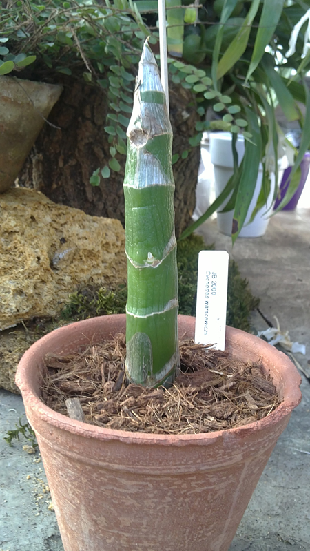 Cycnoches warcewiczii.jpg