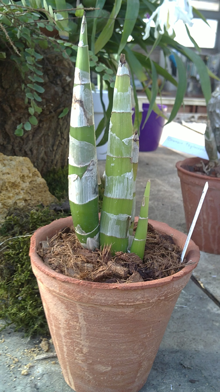 Catasandra Jumbo Express Jumbo Orchids.jpg