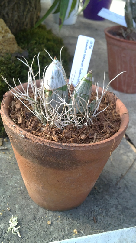 Catasetum fimbriatum Golden Horizon.jpg