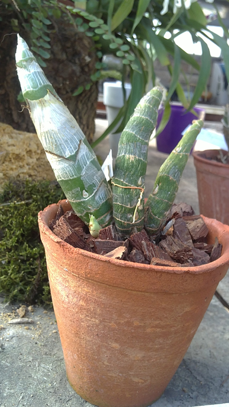 Mormodes maculatum unicolor.jpg