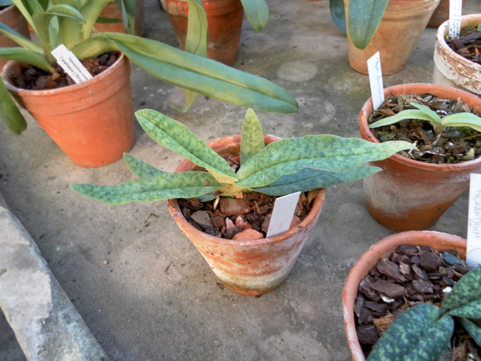 Paphiopedilum malipoense X emersonii.jpg