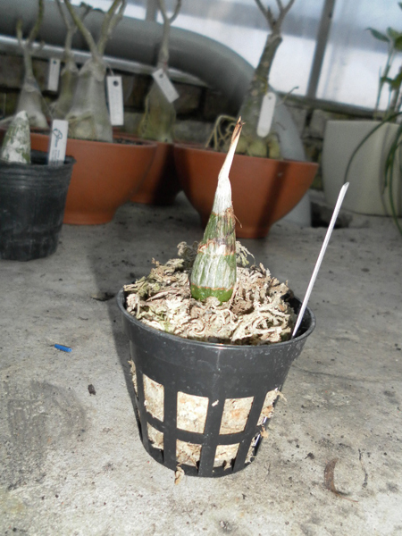 Clowesia Grace Dunn Chadds Ford.jpg