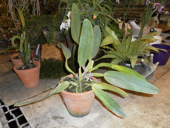 Cattleya warneri.jpg