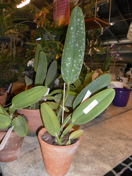 Cattleya warneri alba Alvinha x Cattleya warneri semi alba integra orlata.jpg