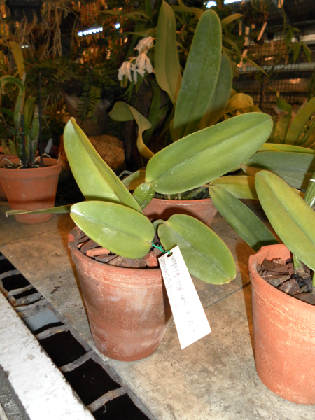 Cattleya warneri semi alba Alto Sapucaia x Cattleya warneri semi alba Guindani.jpg
