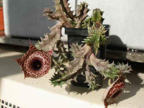 huernia.jpg