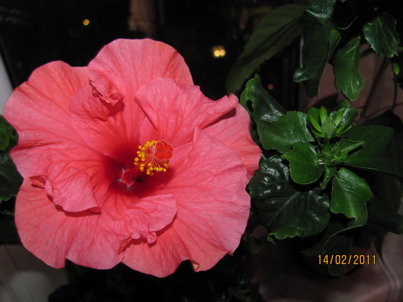 гибисушки 012.jpg