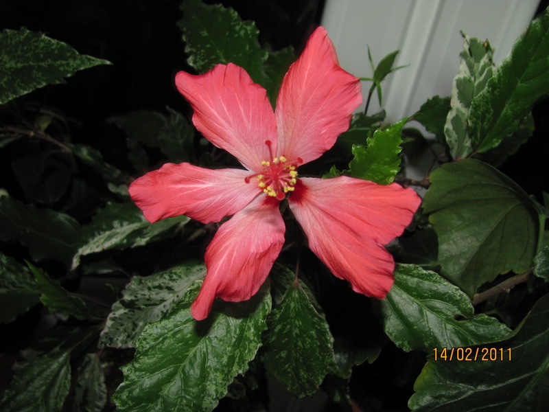 гибисушки 009.jpg