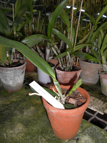 Laelia tenebrosa.jpg