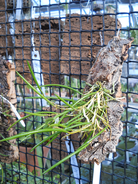 Dendrobium striolatum.jpg