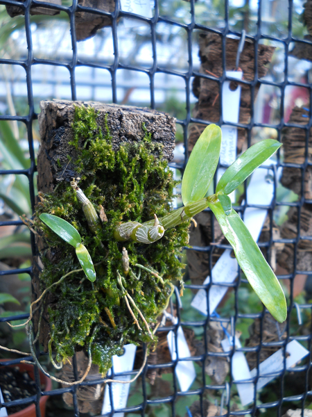 Dendrobium moniliforme Raizan.jpg
