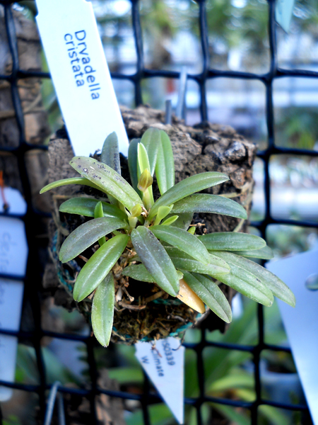 Dryadella cristata.jpg