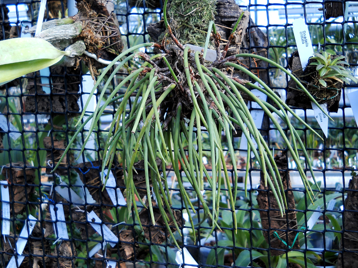 Ceratostylis incognita.jpg