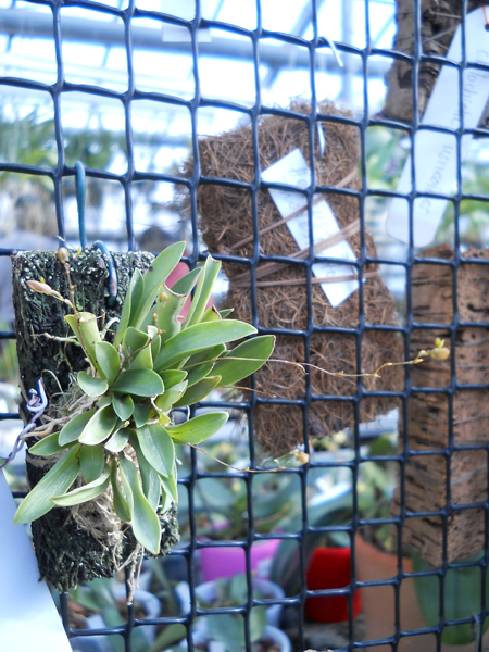 Pleurothallis schiedi.jpg