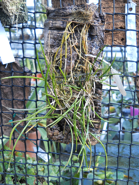Dendrobium polytrichum.jpg