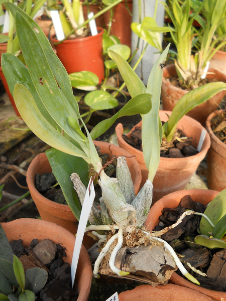 Euchile citrina 1.jpg