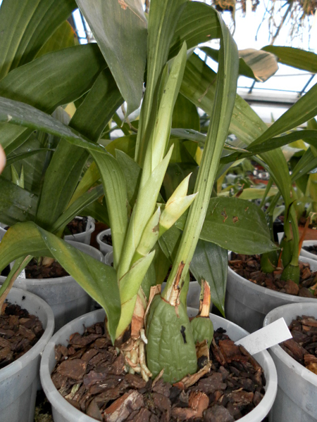 Zygopetalum hybrid 1.jpg