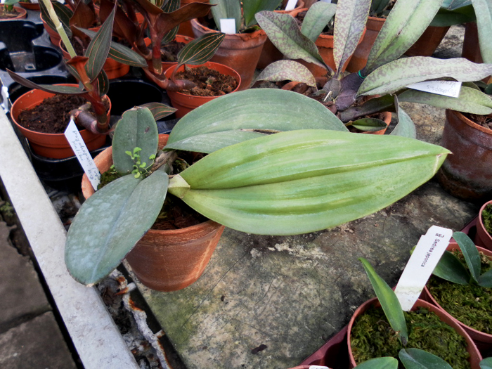 Psychopsis Kalihi Big.jpg