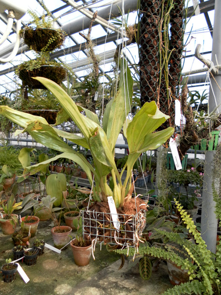 Gongora flaveola.jpg