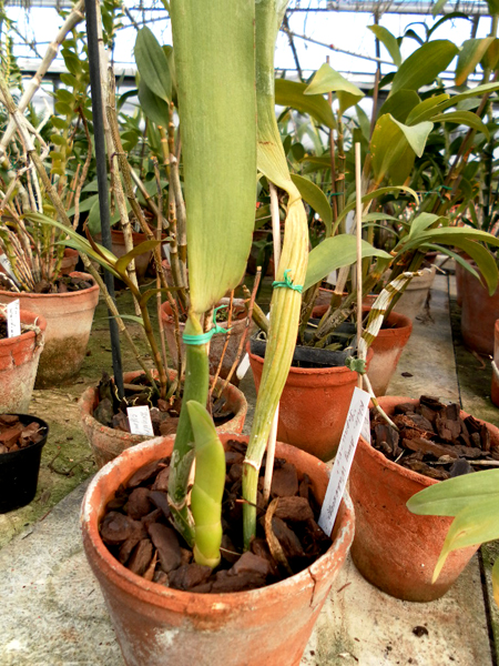 Brassolaeliocattleya Amy Wakasugi.jpg