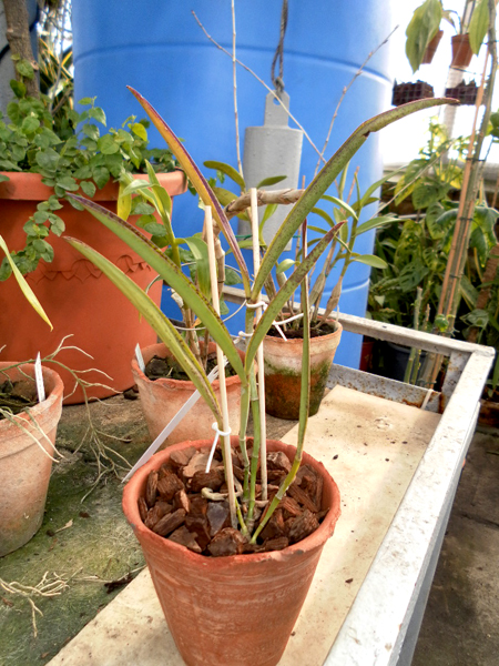 Cattleya guttata albina x Brassavola tuberculata.jpg
