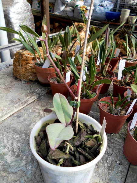 Phalaenopsis Oriental Fairy.jpg